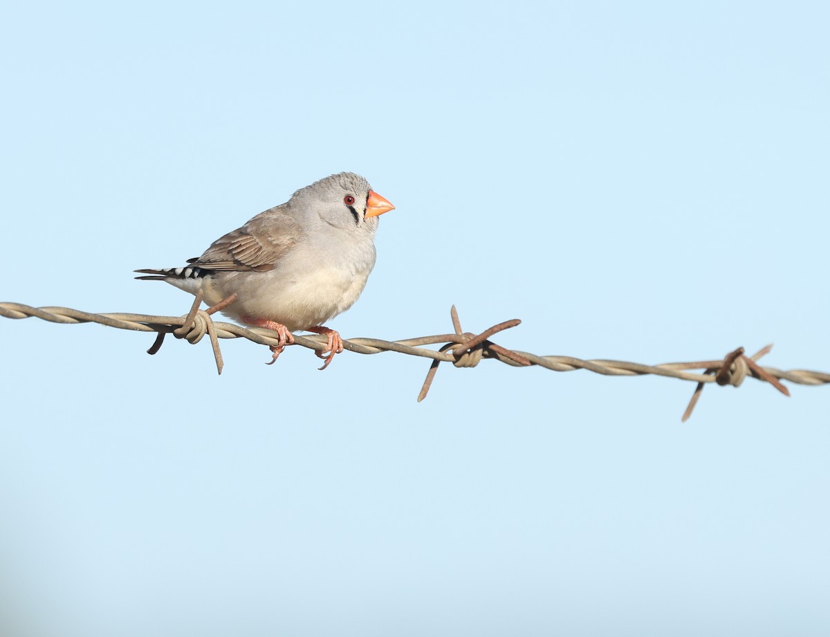 Zebra Finch - ML638131233
