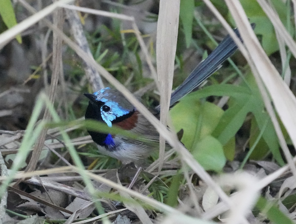 Variegated Fairywren - ML638131235