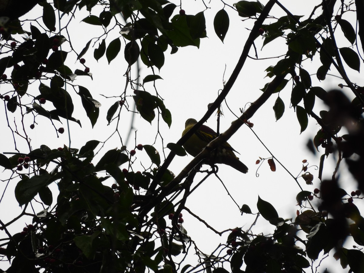 Thick-billed Green-Pigeon - ML638131248