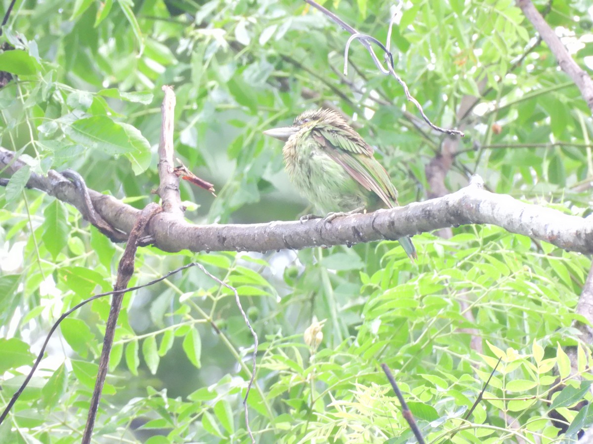 Green-eared Barbet - ML638131250
