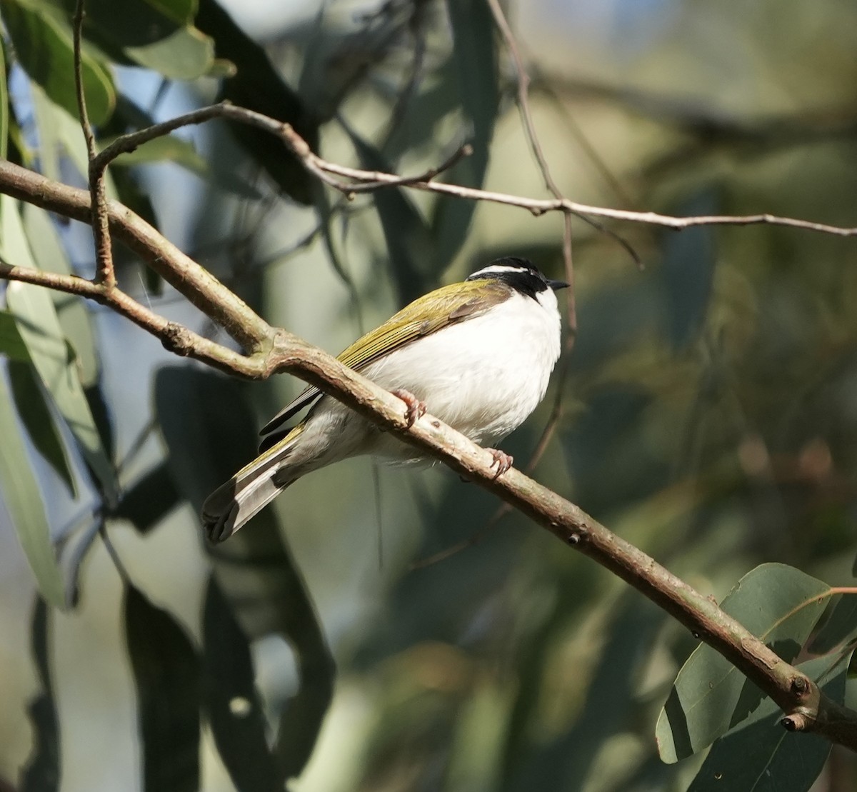 White-throated Honeyeater - ML638131255
