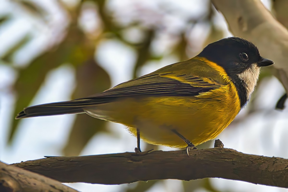 Golden Whistler (Eastern) - ML638131257