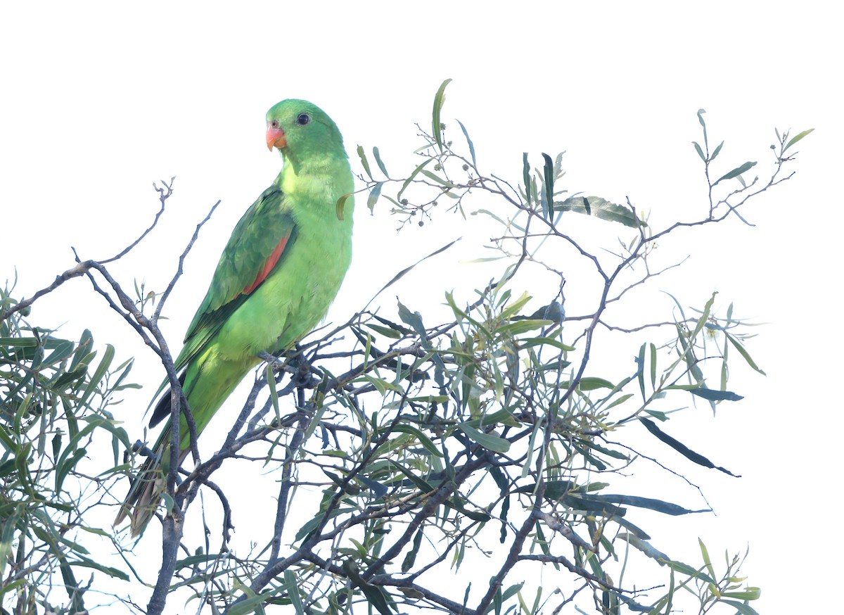 Red-winged Parrot - ML638131269