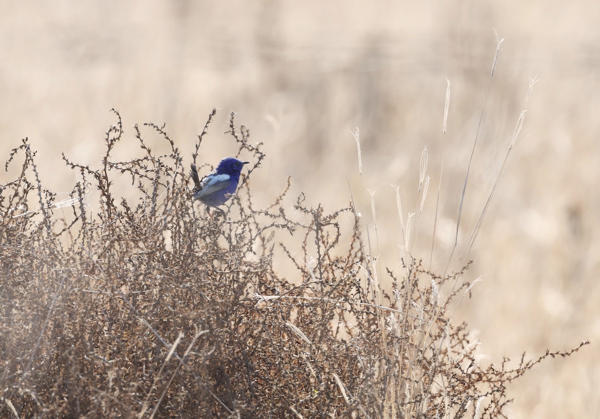 White-winged Fairywren - ML638131271