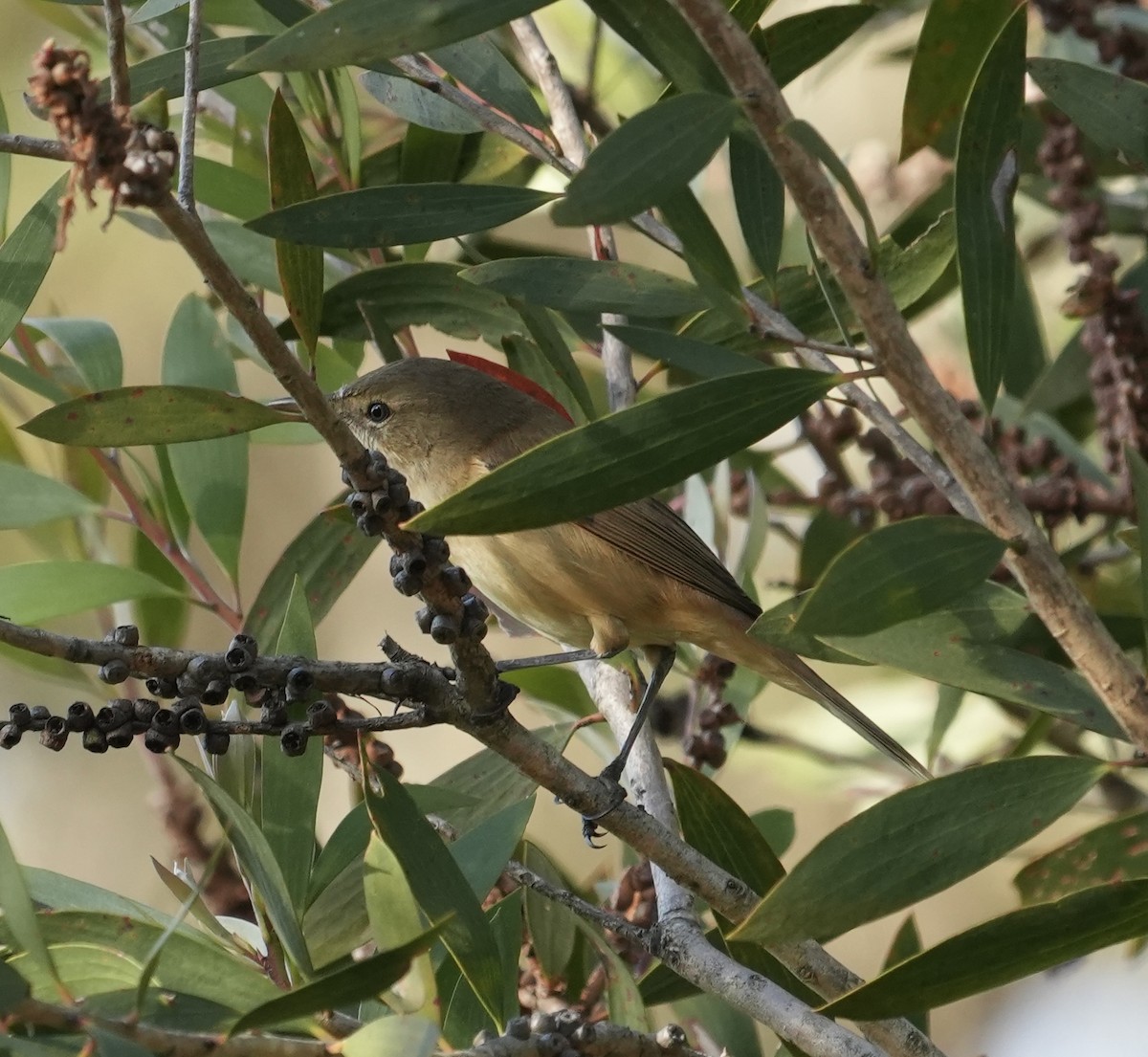 Australian Reed Warbler - ML638131278