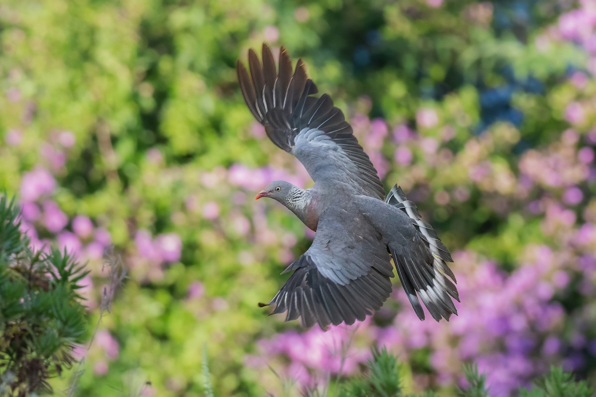 Trocaz Pigeon - ML638131280