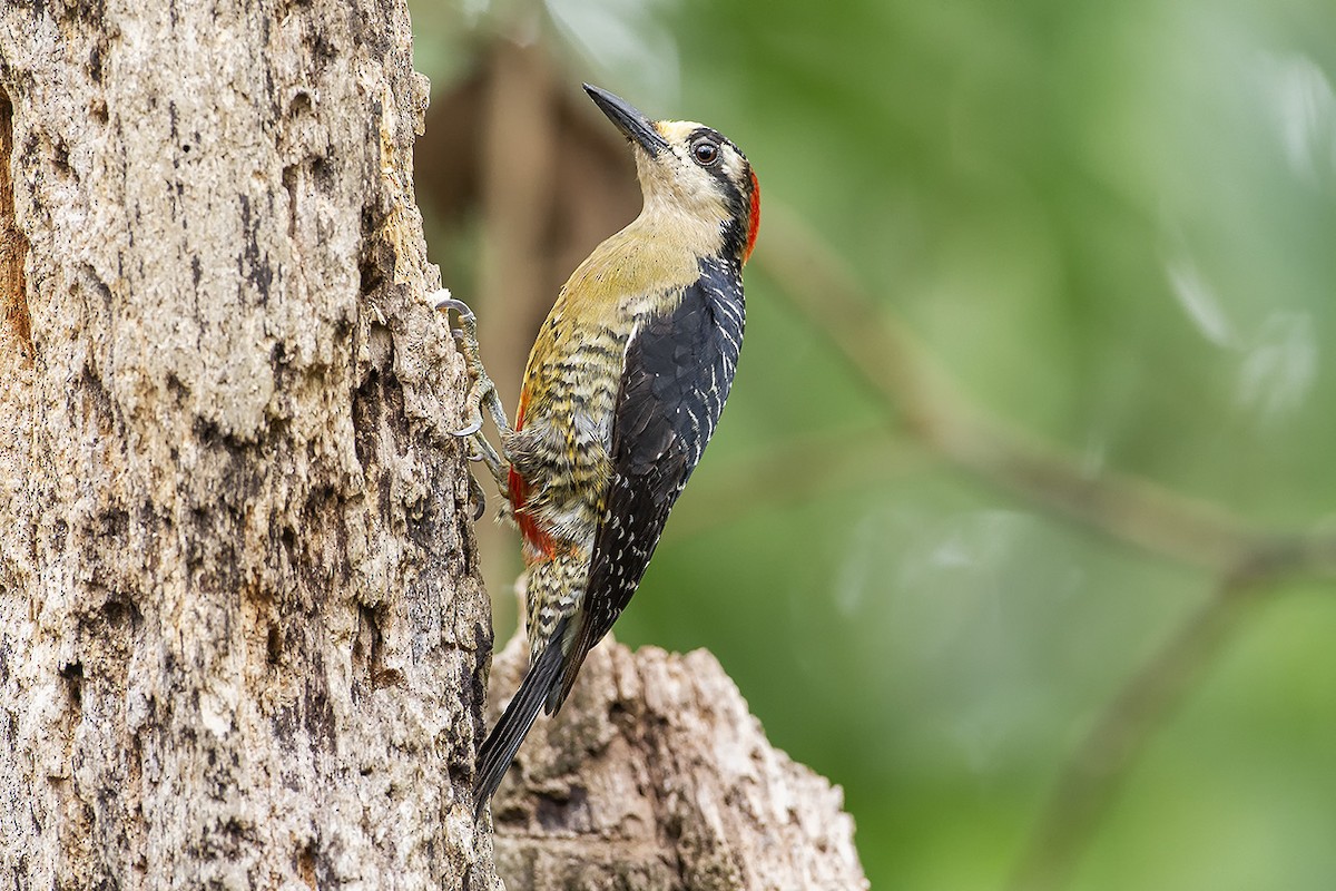 Golden-naped Woodpecker - ML638131289