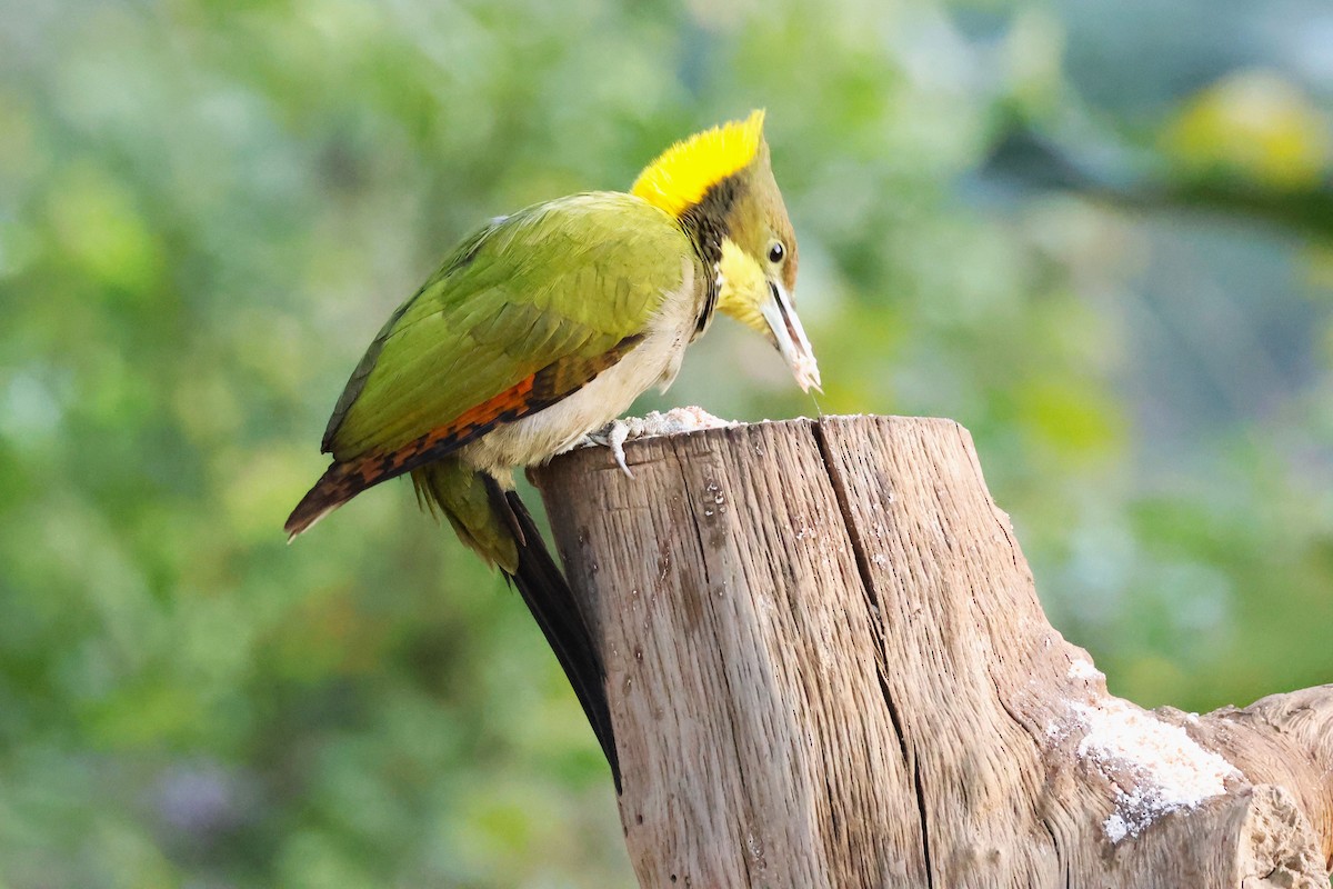 Greater Yellownape - ML638131299