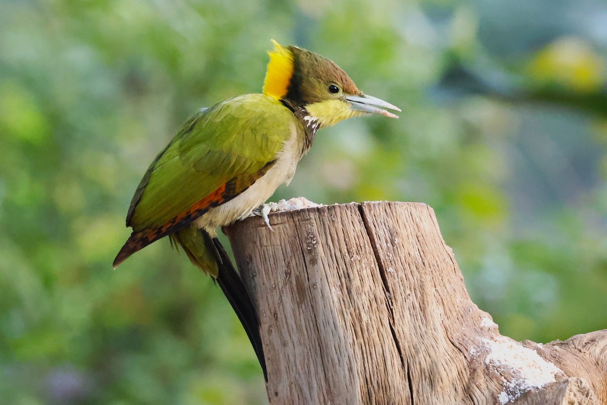 Greater Yellownape - ML638131303