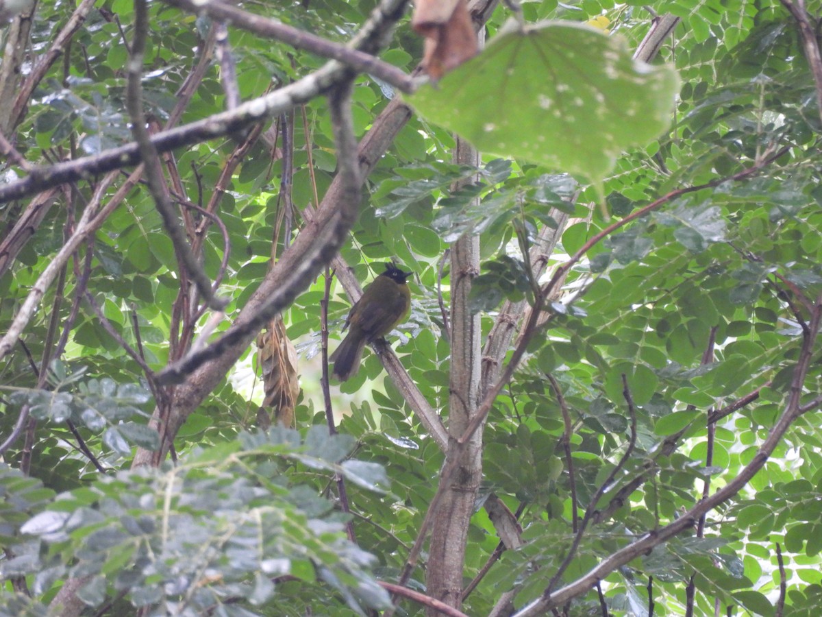 Bulbul à huppe noire - ML638131324