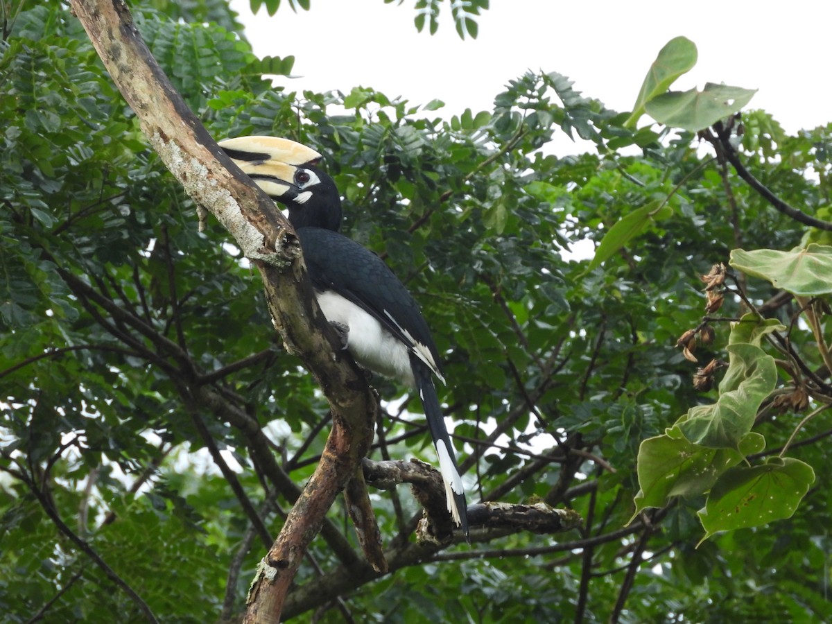 Oriental Pied-Hornbill - ML638131328