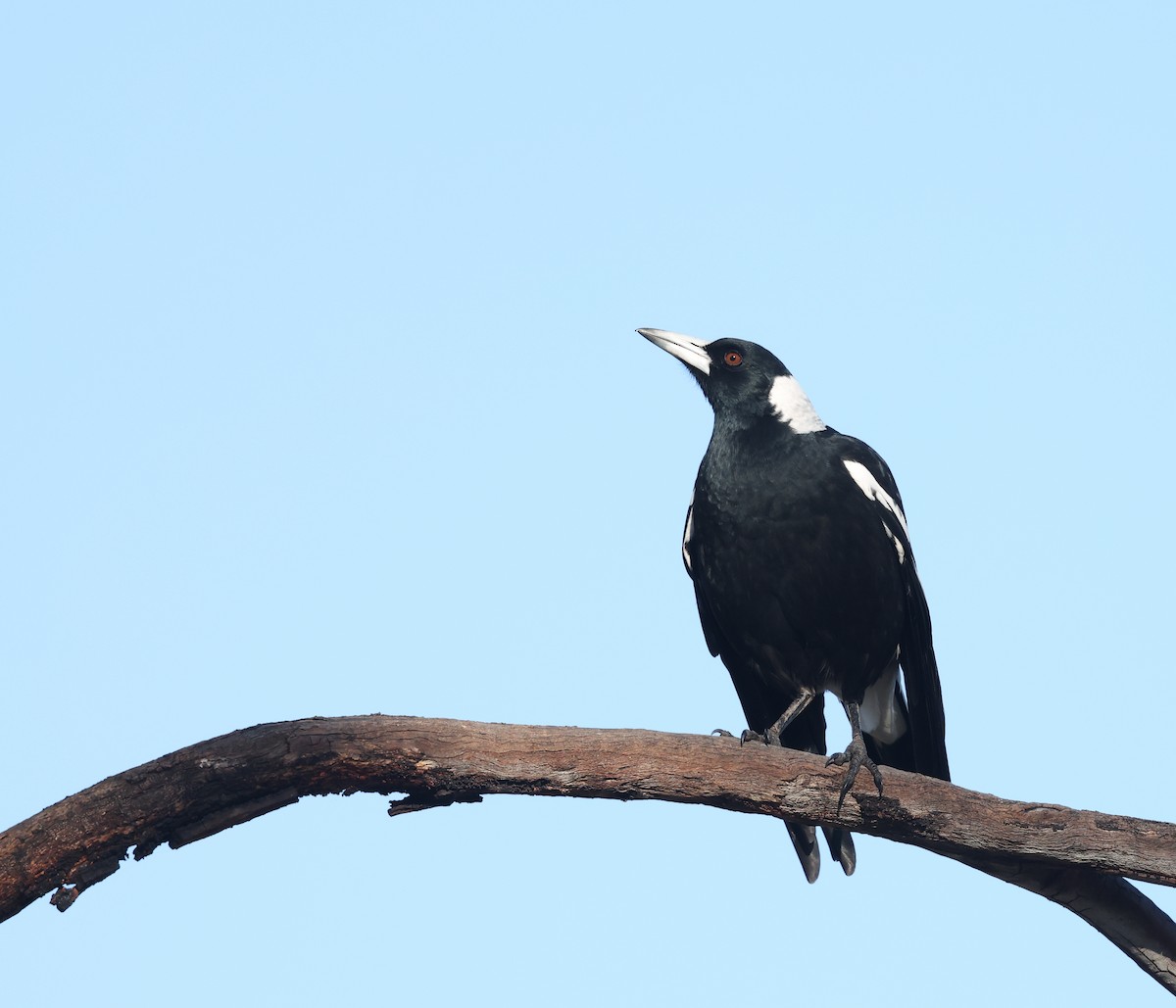Australian Magpie - ML638131333