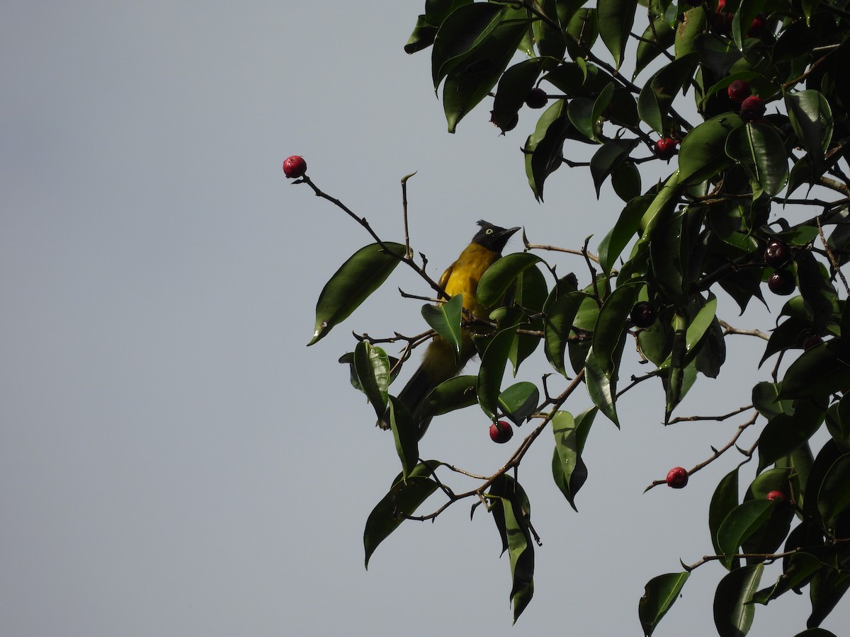 Bulbul à huppe noire - ML638131335
