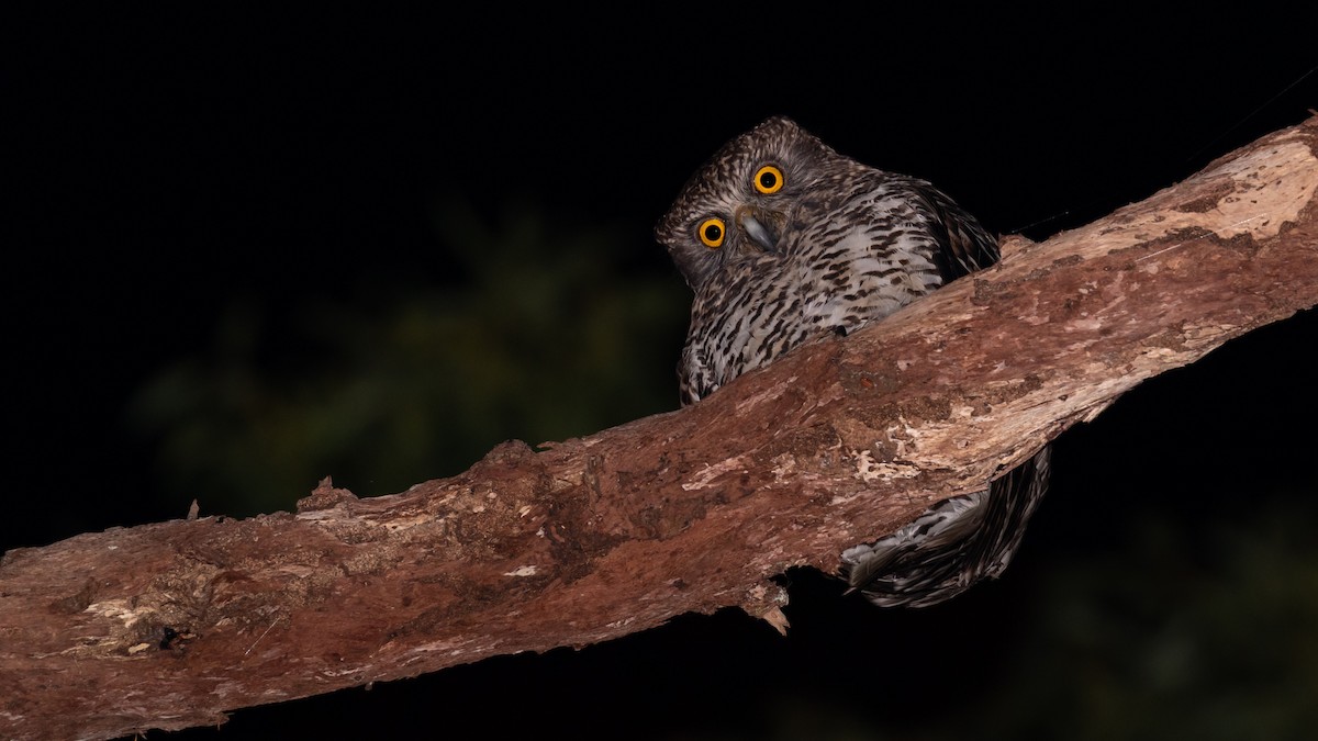 Powerful Owl - ML638131336