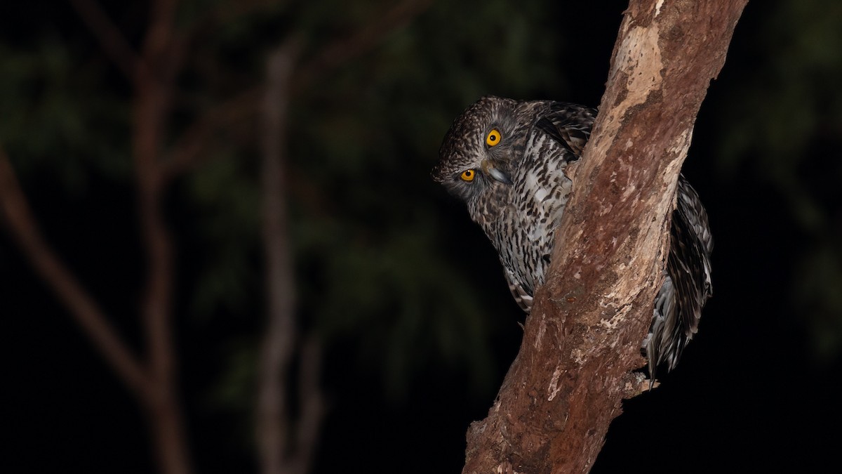 Powerful Owl - ML638131338