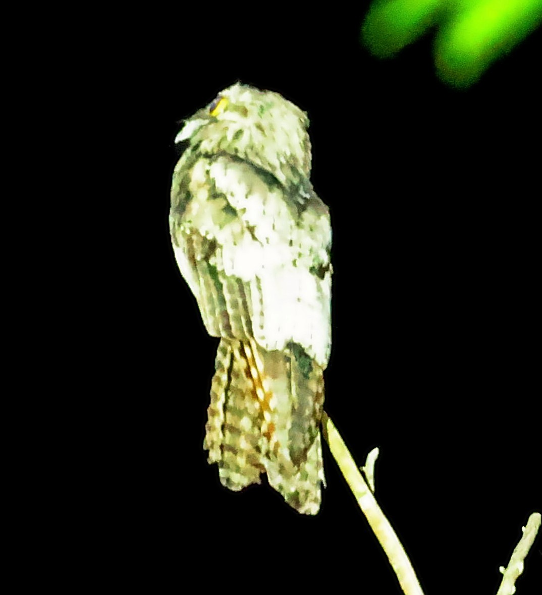 Northern Potoo (Caribbean) - ML638131346