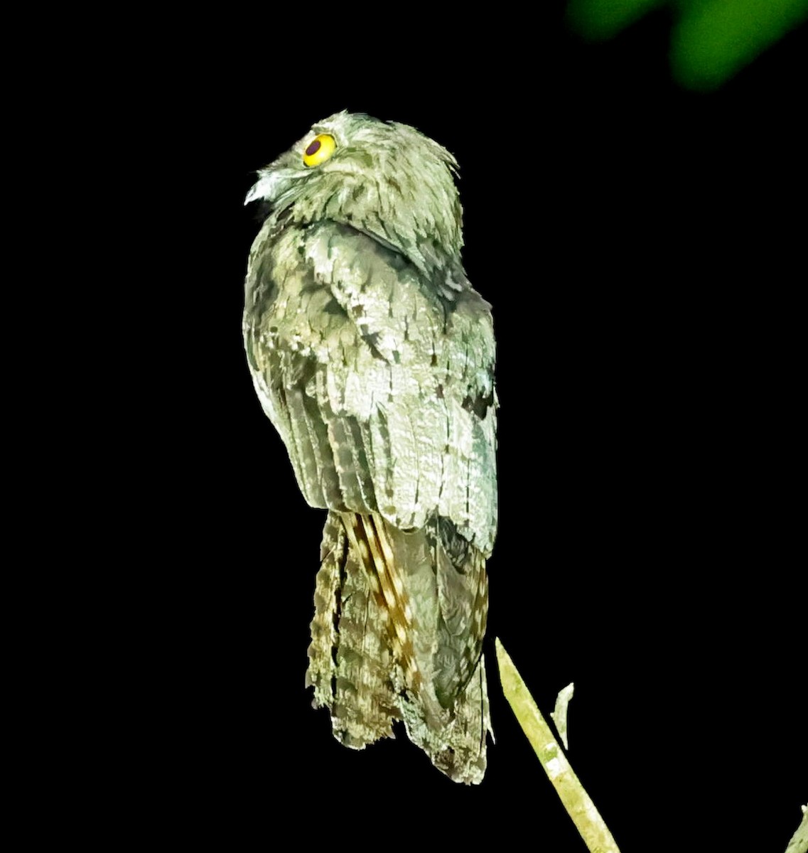 Northern Potoo (Caribbean) - ML638131347