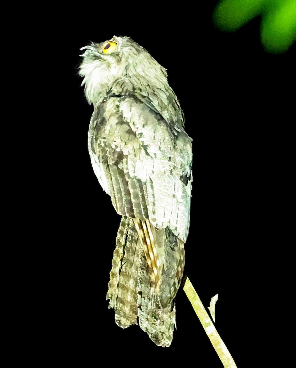 Northern Potoo (Caribbean) - ML638131348