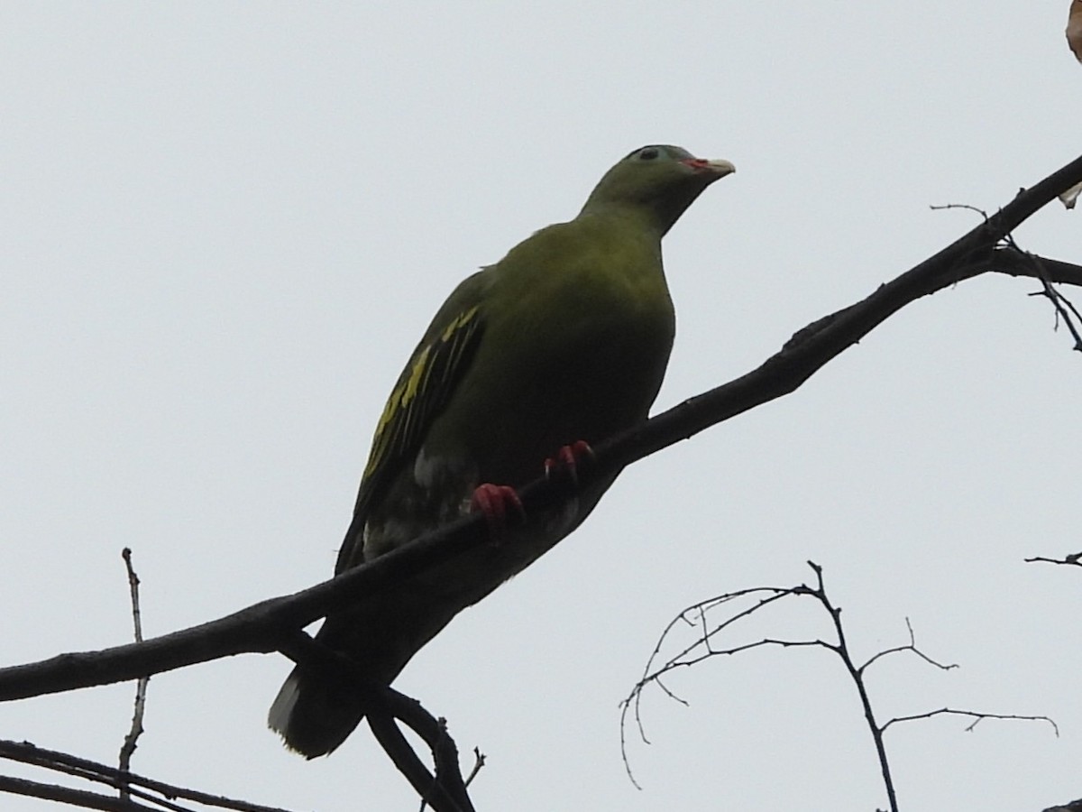 Thick-billed Green-Pigeon - ML638131351