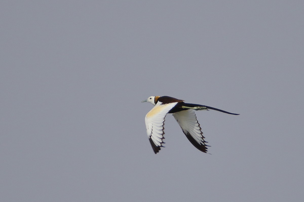 Pheasant-tailed Jacana - ML638131359