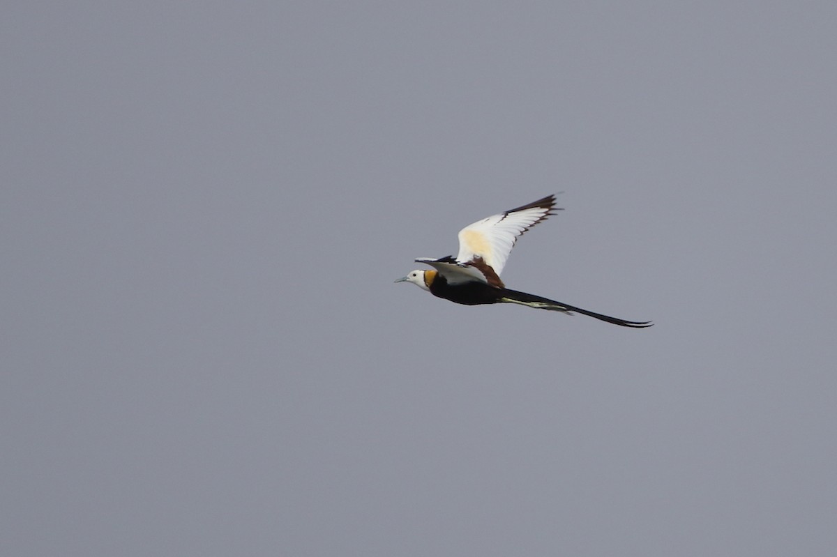 Pheasant-tailed Jacana - ML638131360