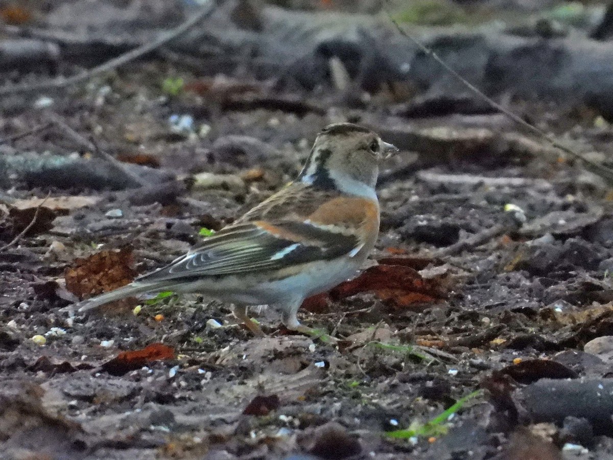 Brambling - ML638131368