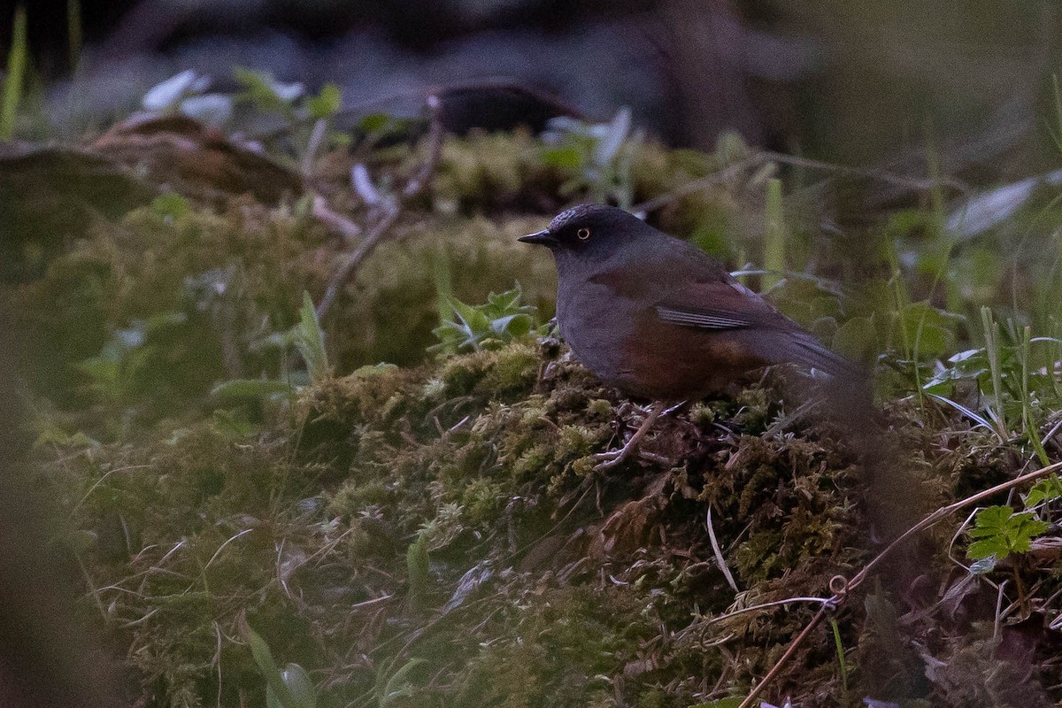 Maroon-backed Accentor - ML638131371
