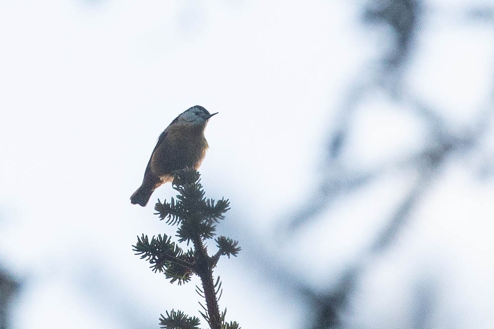 Przevalski's Nuthatch - ML638131372