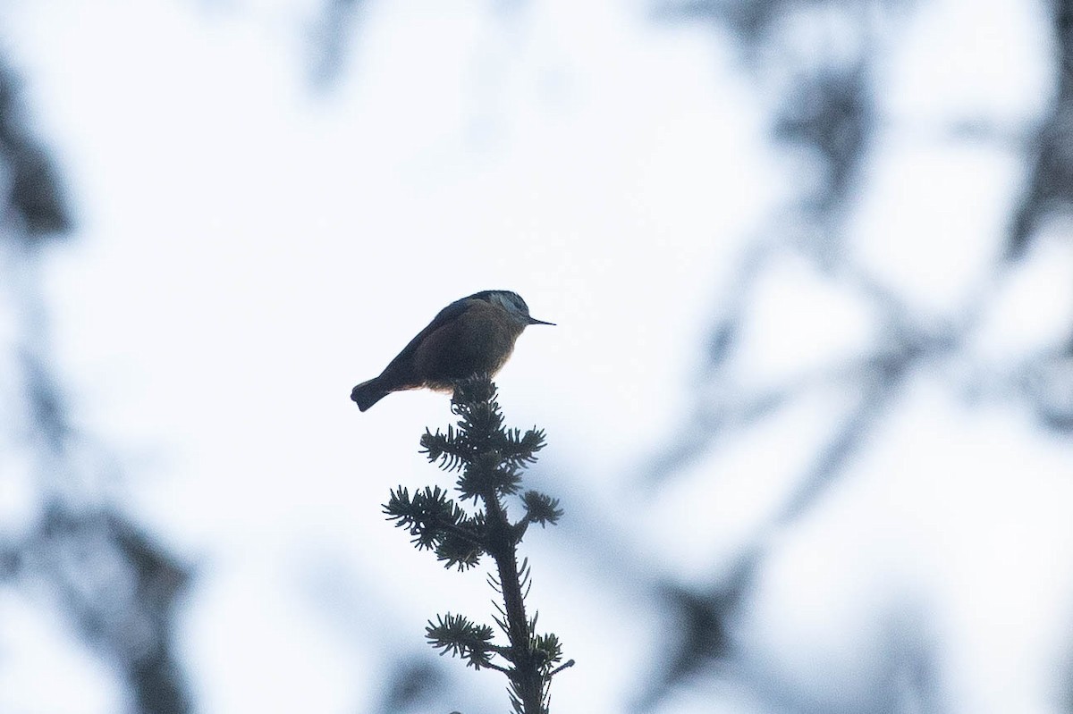 Przevalski's Nuthatch - ML638131374