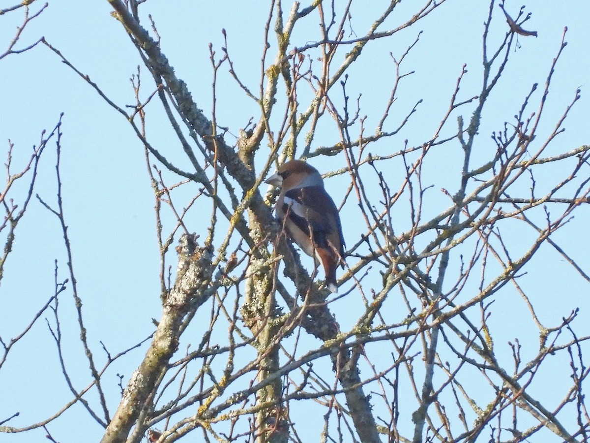 Hawfinch - ML638131383