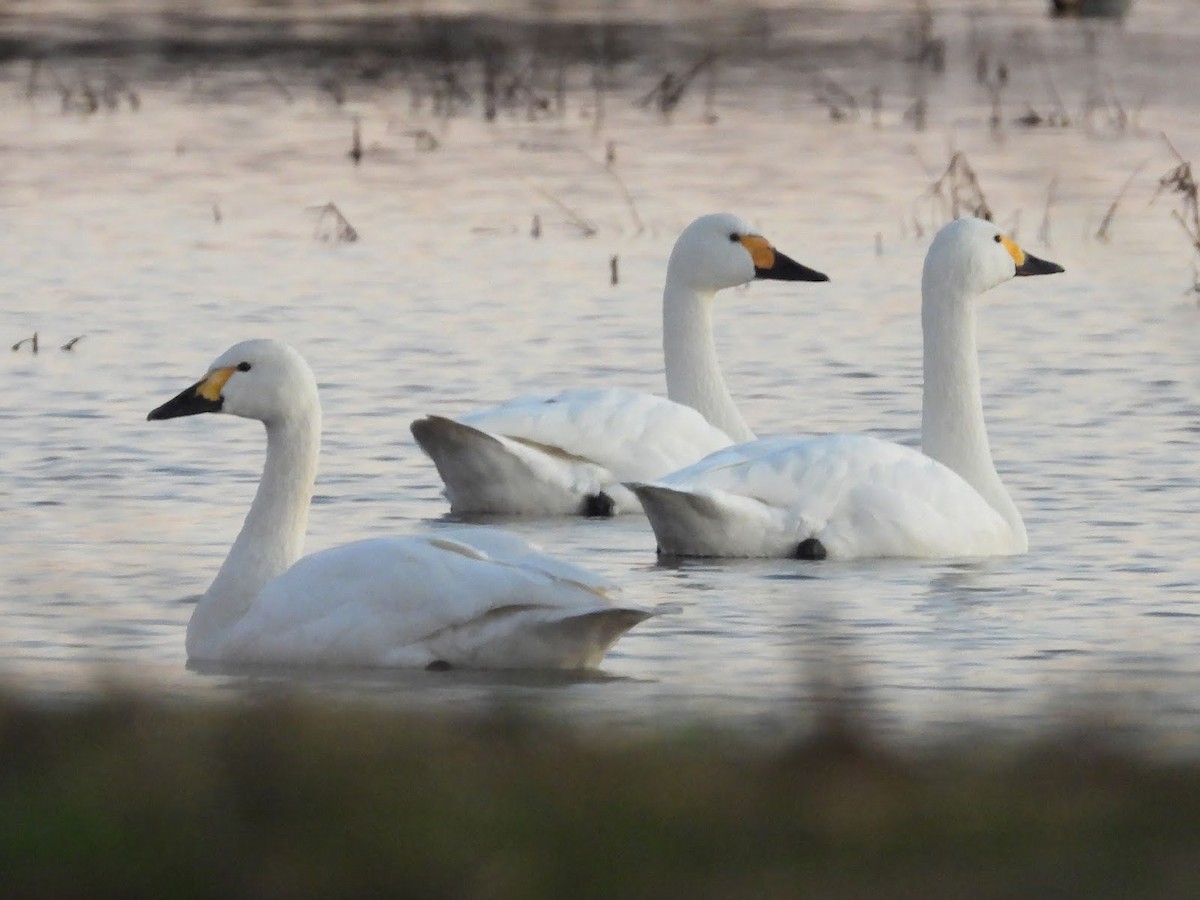 Tundra Swan - ML638131393