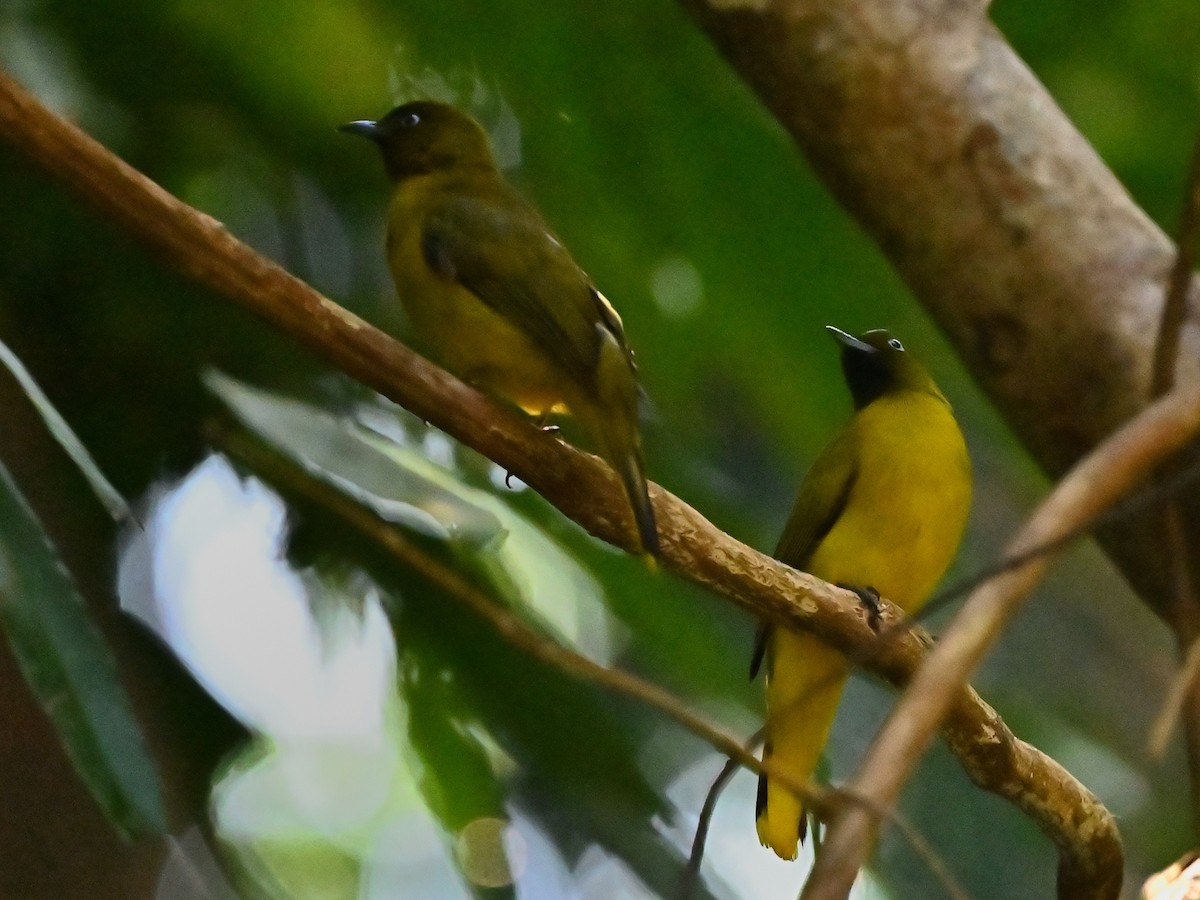 Andaman Bulbul - ML638131395