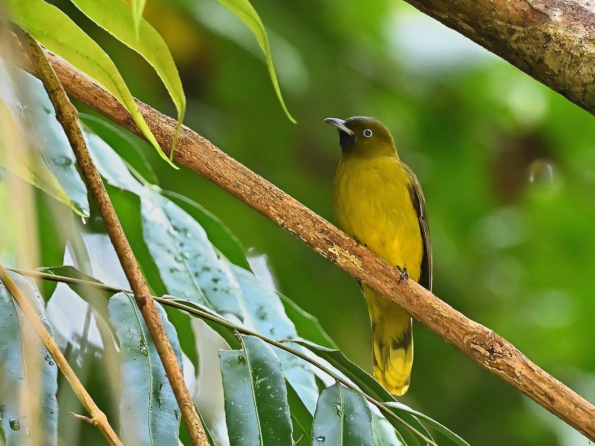 Andaman Bulbul - ML638131396