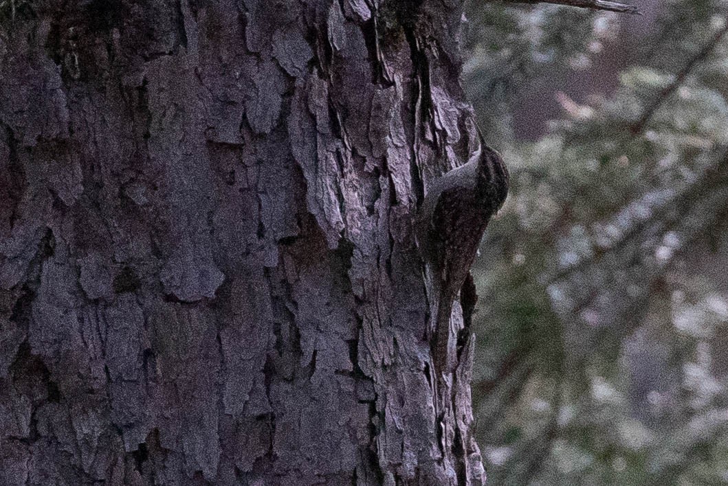 Bar-tailed Treecreeper - ML638131398