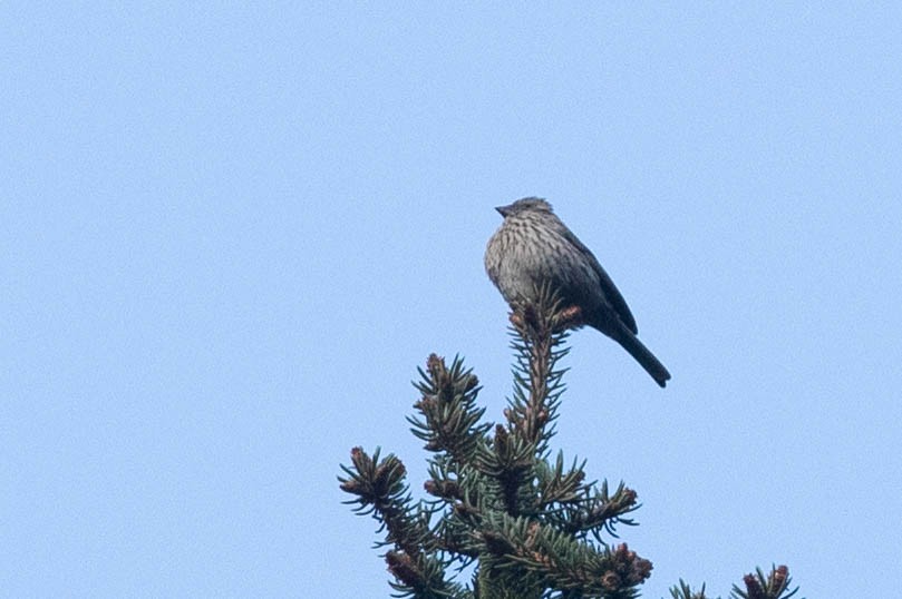 Carpodacus sp. - ML638131404