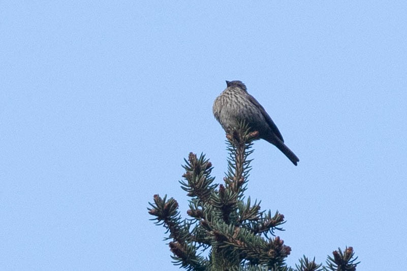 Carpodacus sp. - ML638131405