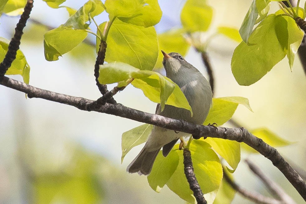 Phylloscopus sp. - ML638131406