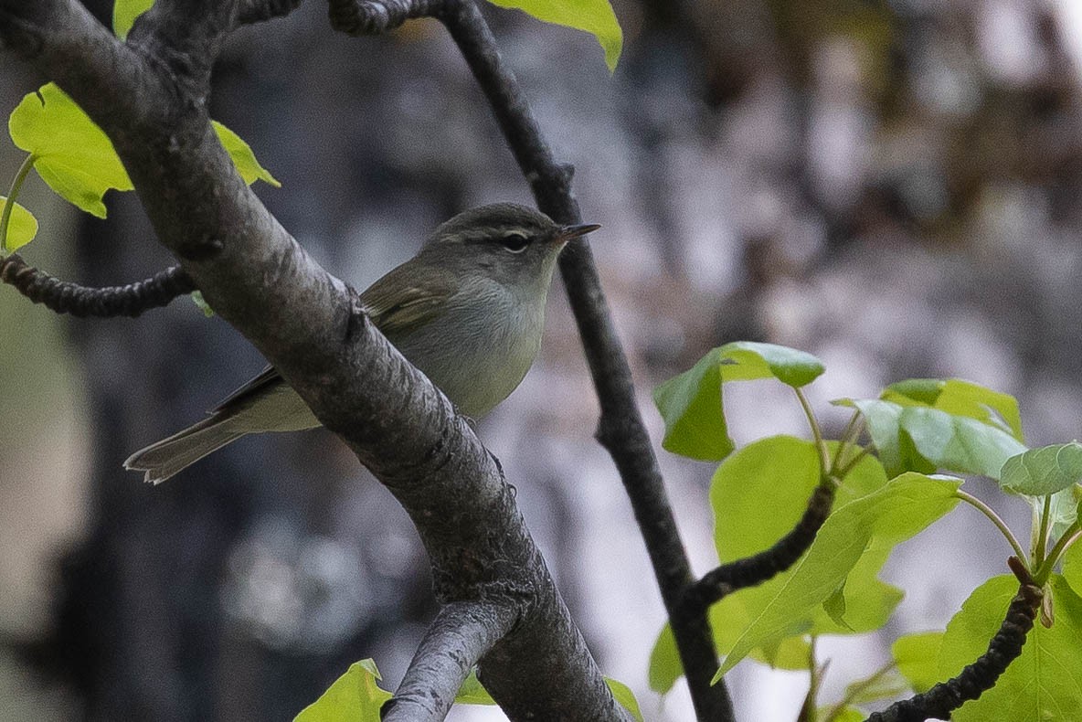 Phylloscopus sp. - ML638131407