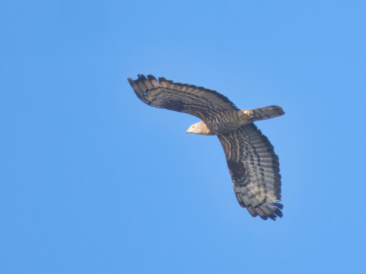 European Honey-buzzard - ML638131413