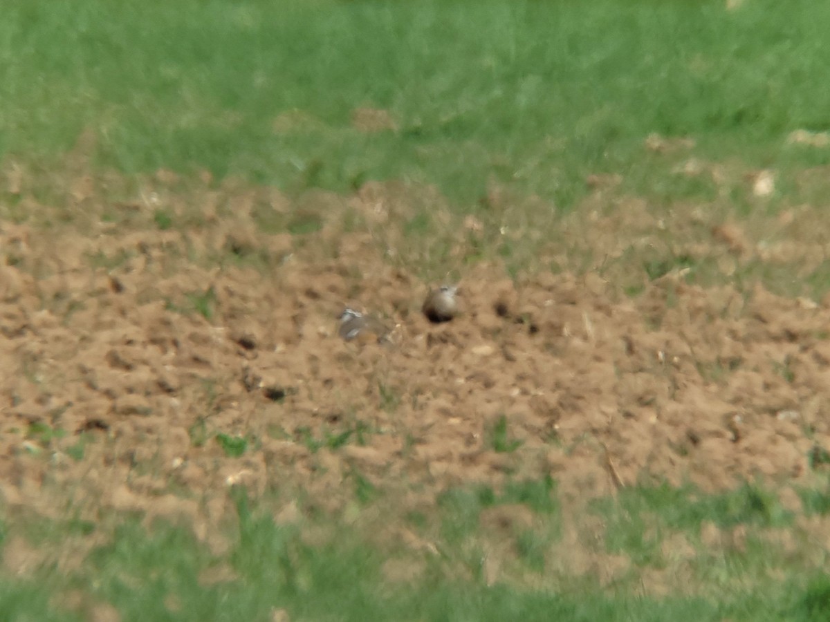Eurasian Dotterel - ML638131427