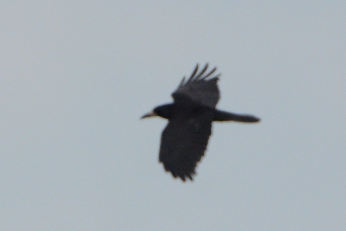 Rook - ML638131452