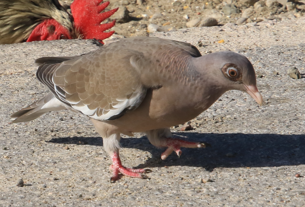 Bare-eyed Pigeon - ML638131456