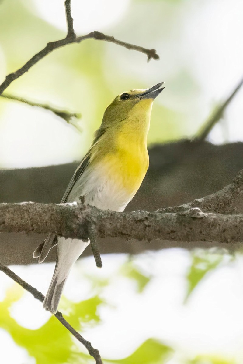 Vireo Gorjiamarillo - ML638131459