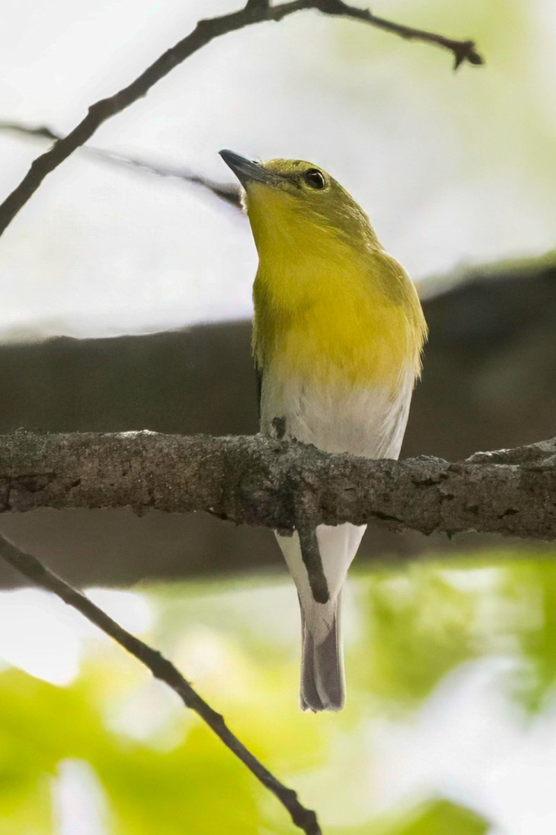 Vireo Gorjiamarillo - ML638131460