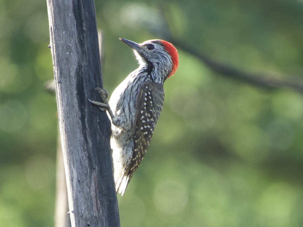 Cardinal Woodpecker - ML638131461