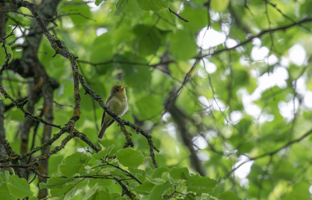 Icterine Warbler - ML638131466