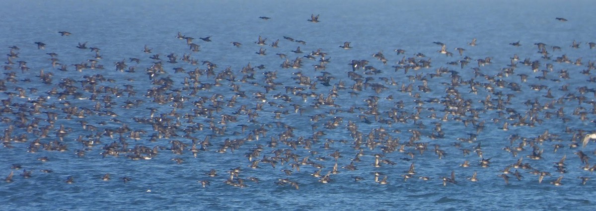Velvet Scoter - ML638131467