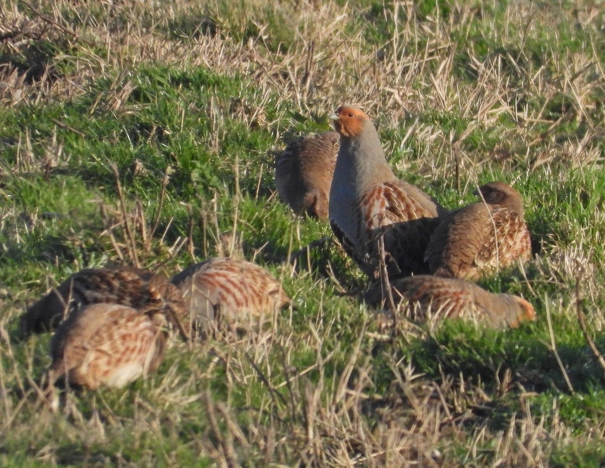 Gray Partridge - ML638131468