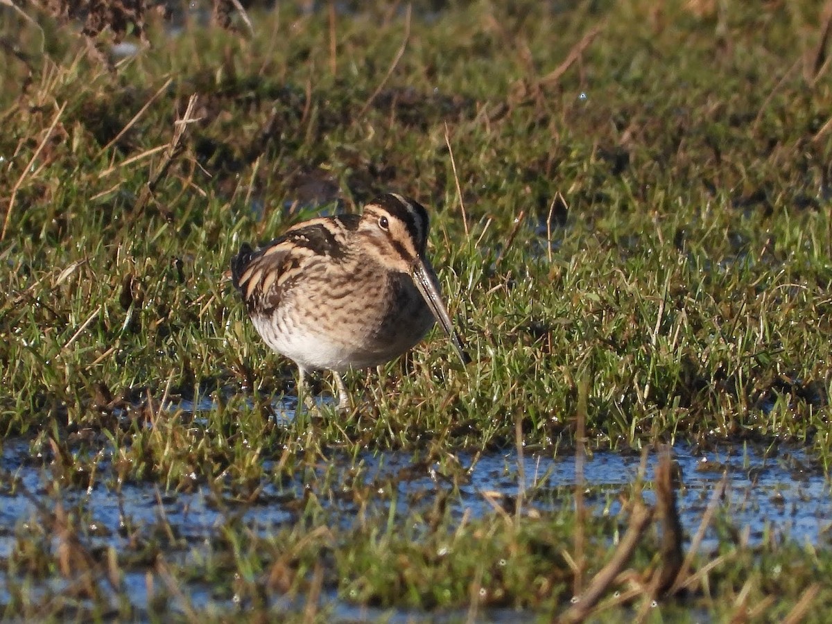 Common Snipe - ML638131472