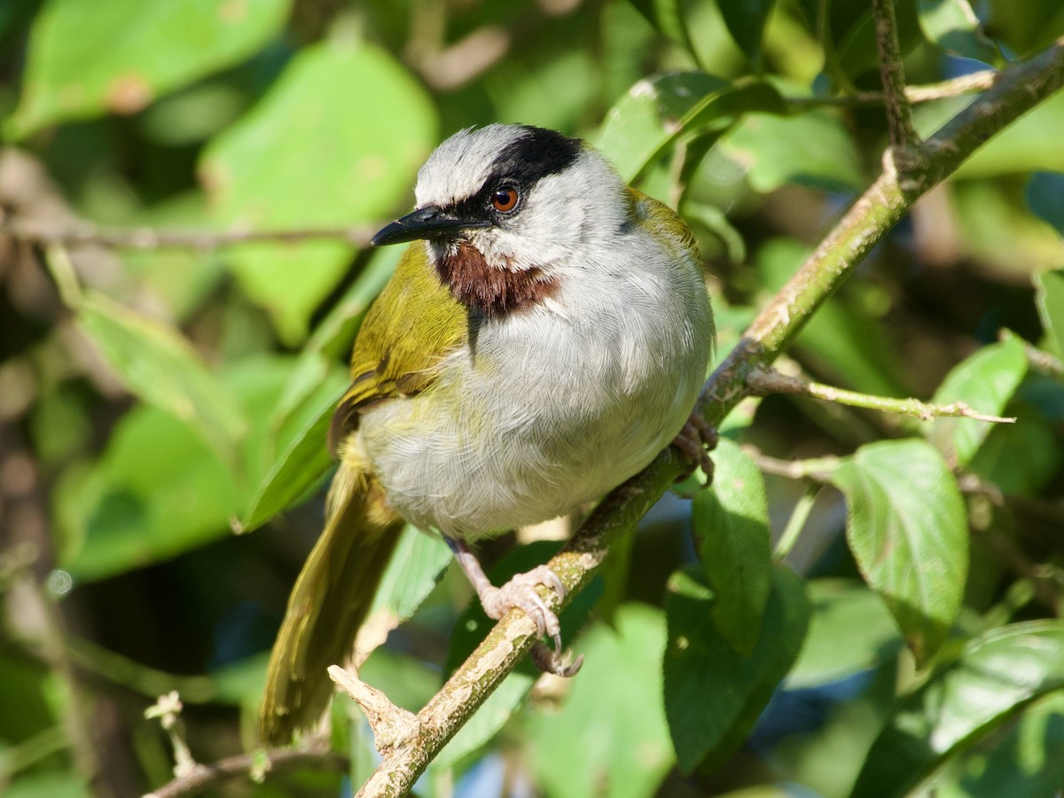 Gray-capped Warbler - ML638131474